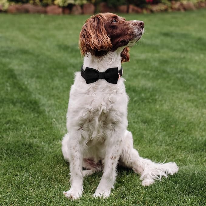 Black Dog Collars for Medium Dog,Cute Corduroy Dog Collar with Bow Tie Safety Metal Buckle Adjustable Puppy Collars for Small Medium Large Boy&Girl Dogs,M-Neck 13.5"-22"