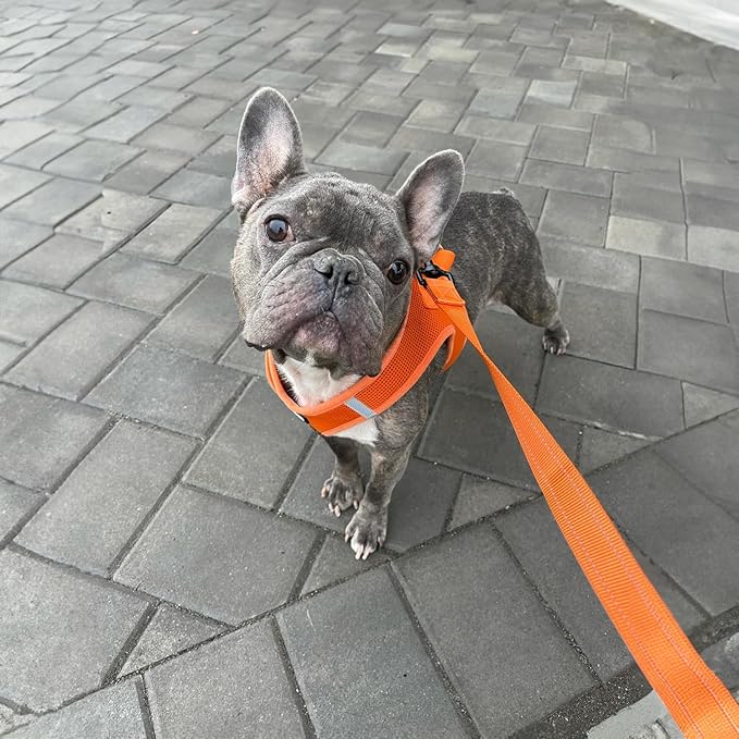Best Pet Supplies Voyager Reflective Dog Leash or Collar with Neoprene Handle, for Small, Medium, and Large Breed Puppies, Cute and Heavy Duty for Walking, Running and Training - Orange (Leash), L