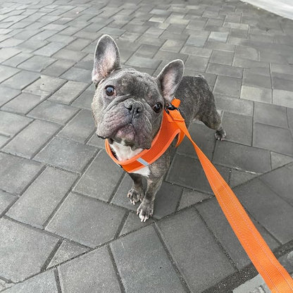 Best Pet Supplies Voyager Reflective Dog Leash or Collar with Neoprene Handle, for Small, Medium, and Large Breed Puppies, Cute and Heavy Duty for Walking, Running and Training - Orange (Leash), M
