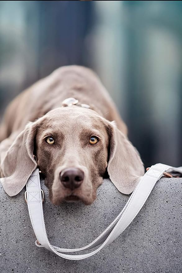 Soft Leather Dog Collar and Leash (6.6') Set - Stylish Rose Gold Heavy Duty Metal Buckle, 4 Adjustable Lengths Leash for Small Medium Large Dogs - Comfortable & Easy to Clean White S(12.2"-16.9")
