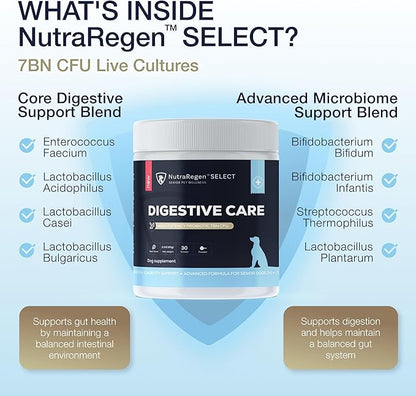 Select Digestive Senior Dog Probiotic Powder 30 Scoops | Beef Flavored Dog Probiotics for Digestive Health, Supports Gut Health, Scratching, Itchy & Dry Skin, Allergies 2.1 Oz | 7 Bn CFU