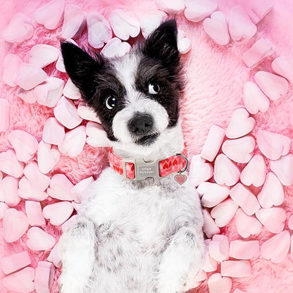 Unique style paws Valentine's Day Dog Collar Plastic Buckle Collar with Pendant Painting Love Heart Gift Wedding Small Medium Large Boys Girls Dogs