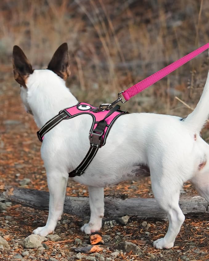 Joytale Double-Sided Reflective Dog Leash, 4 FT, Padded Handle Nylon Heavy Duty Leashes for Small & Medium Dogs Walking, Hotpink