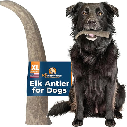 K9warehouse Natural Elk Antlers for Dogs - Premium Grade Dog Antler Chews - Long-Lasting Whole Deer Antles Ideal for Aggressive Chewers - Safe USA Sourced Chew for Medium and Large Dogs - 1 Pack