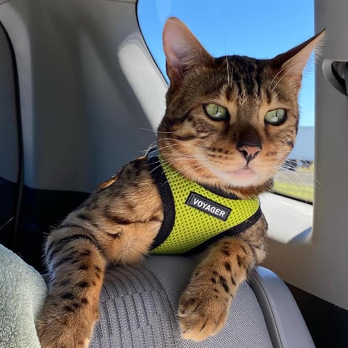 Best Pet Supplies Voyager Step-in Air Harness - All Weather Mesh, Reflective, No Pull Harness for Dogs, Cats - Secure with Hook & Loop Fastener, Buckle, Double D-Rings - Lime Green/Black Trim, S