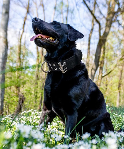 Dog Collar for Large Dogs - 2 in Black Collars with Handle for Extra Large Breed Dogs, Heavy Duty K9 Nylon Pet Tactical Collar XL, Best Choice for Pitbull Doberman Rottweiler 22"-27"