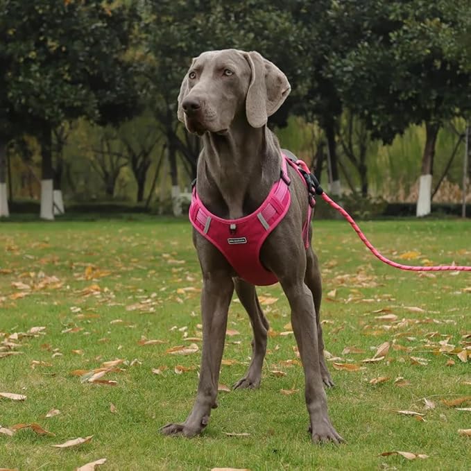 Dog Harness No Pull Adjustable Reflective,for Medium and Large Small Dog with Leash 59.06in (Fuscia, XL)