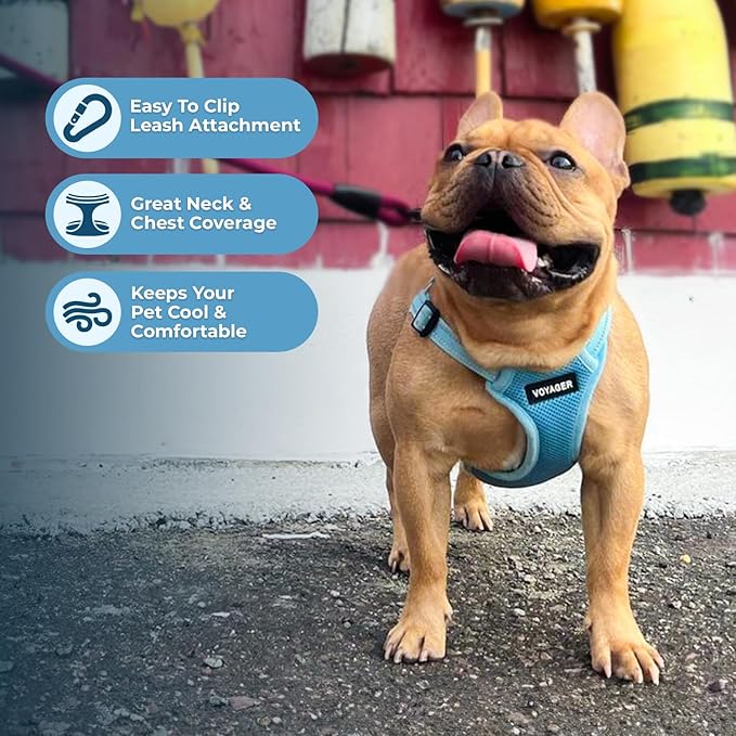 Best Pet Supplies Voyager Adjustable Step-in Flex Breathable Mesh Dog Harness for Small Medium Large Dogs (Baby Blue), XS