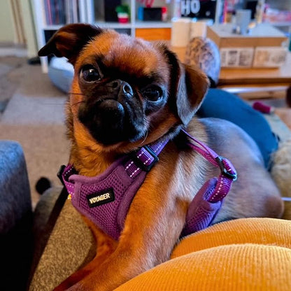 Best Pet Supplies Voyager Adjustable Step-in Flex Breathable Mesh Dog Harness for Small Medium Large Dogs (Purple), S