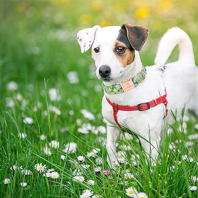 Lionheart glory Premium Floral Dog Collar Cute Dog Collars Spring Adjustable Soft Dog Collar Girl Pet Collars for X-Small Small Medium Large Dogs