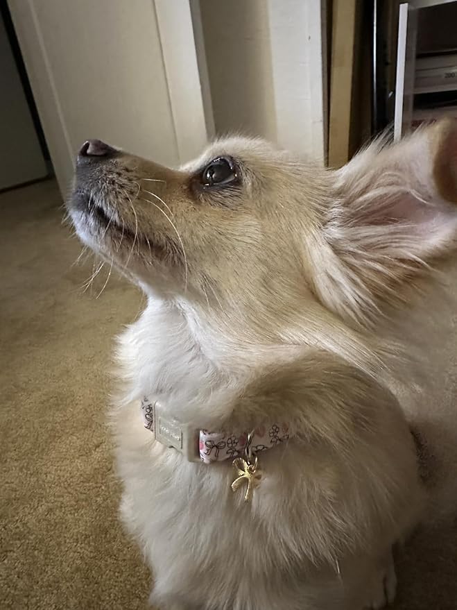 Lionet Paws Spring Dog Collar- Cute Strawberry Pink Dogs Collar with Plastic Buckle and Bowtie Pendant,Dog Collar for Medium Dogs