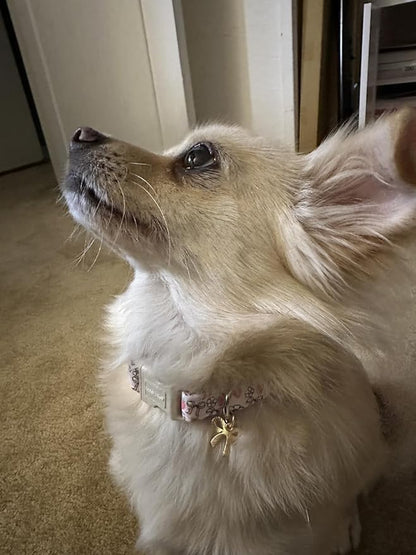 Lionet Paws Spring Dog Collar- Cute Strawberry Pink Dogs Collar with Plastic Buckle and Bowtie Pendant,Dog Collar for Small Medium Dogs