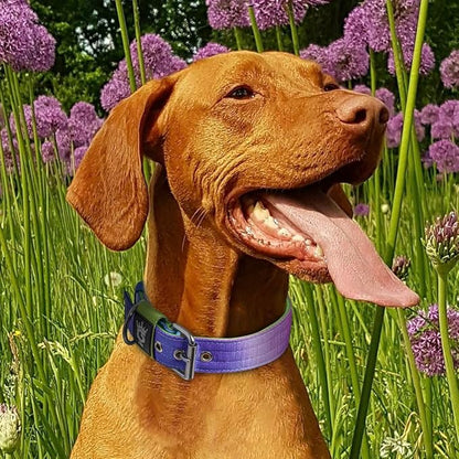 TSPRO Tactical Dog Collar 1.25 Inch Wide Thick Dog Collars with Heavy Duty Metal Buckle, Durable, Strong, Adjustable for Small Dogs (Rainbow S)