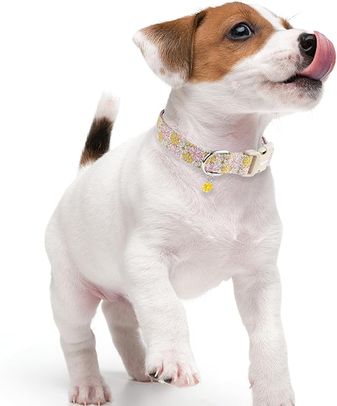 Faygarsle Floral Girl Dog Collar, Cotton Fabric with Daisies Pattern, Pink and Yellow Summer Spring Design for Small Medium Large Dogs M