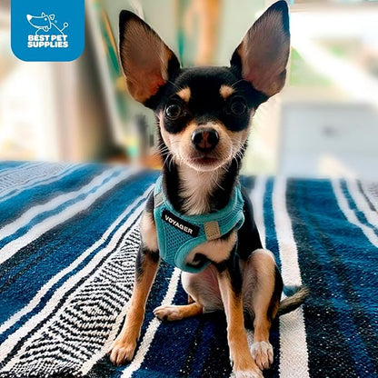 Best Pet Supplies Voyager Step-in Air Harness - All Weather Mesh, Reflective, No Pull Harness for Dogs, Cats - Secure with Hook & Loop Fastener, Buckle, Double D-Rings - Baby Blue, XXXS