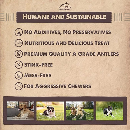 peaksNpaws Premium All-Natural Grade A Split Elk Antlers for Dogs – Naturally Shed in The Rocky Mountains – No Additives, No Preservatives - Healthy and Delicious Treat - Made in USA - XL/Jumbo Split