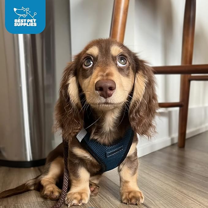 Best Pet Supplies Voyager Step-in Air Harness - All Weather Mesh, Reflective, No Pull Harness for Dogs, Cats - Secure with Hook & Loop Fastener, Buckle, Double D-Rings - Blue/Black Trim, XXS