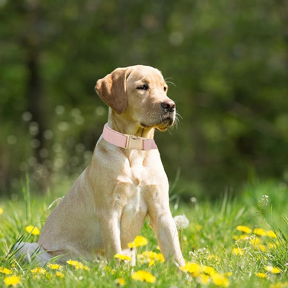 Ewinoom Soft Corduroy Dog Collar and Leash Set Adjustable Durable Dog Collars with Metal Buckle and Lead for Female Large Dogs,Baby Pink