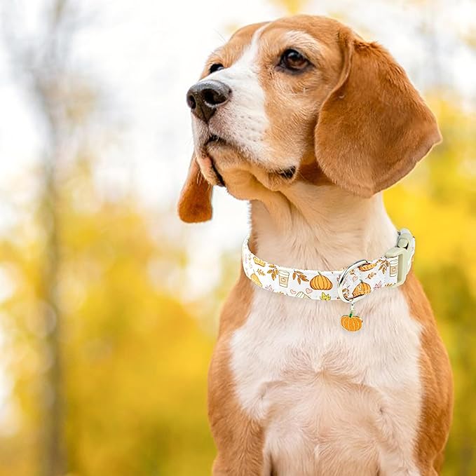 Faygarsle Fall Pumpkin and Leaves Pattern Dog Collar with Charm, Adjustable Pet Neckwear, Pink and Orange for Small Medium Large Dogs XS