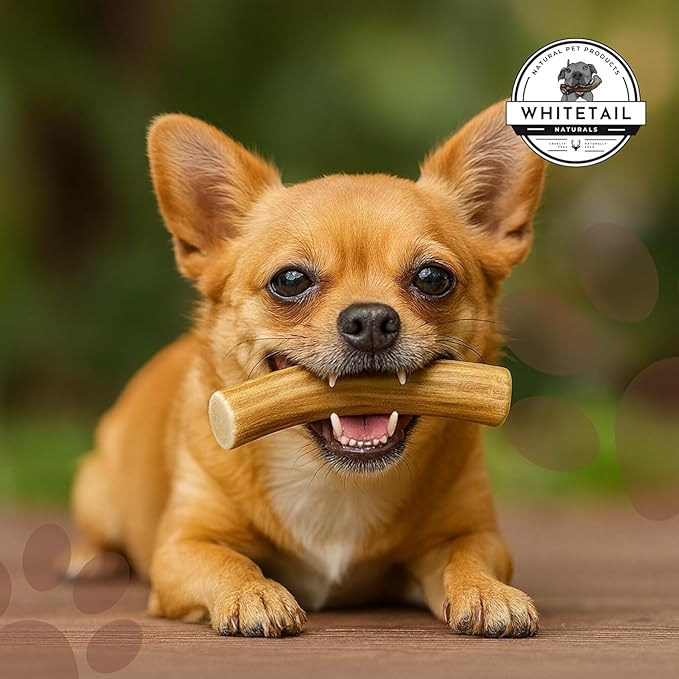 WhiteTail Naturals - Antlers for Extra Small Dogs (6 Pack) Deer Antler Dog Chew Bones for Extra Small Aggressive Chewers - Long Lasting Horn Chew Toys - Naturally Shed