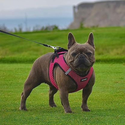 Best Pet Supplies Voyager Step-in Air Harness - All Weather Mesh, Reflective, No Pull Harness for Dogs, Cats - Secure with Hook & Loop Fastener, Buckle, Double D-Rings - Fuchsia 2-Tone, S