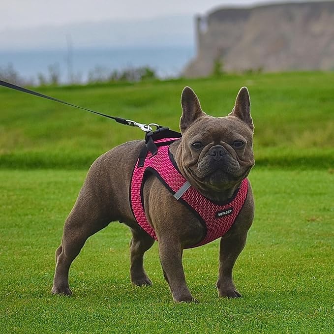 Best Pet Supplies Voyager Step-in Air Harness - All Weather Mesh, Reflective, No Pull Harness for Dogs, Cats - Secure with Hook & Loop Fastener, Buckle, Double D-Rings - Fuchsia 2-Tone, XS