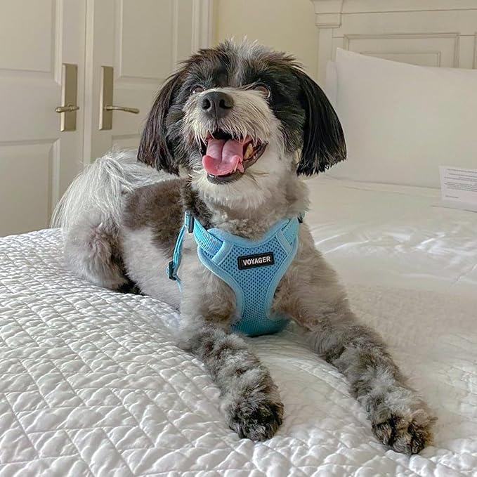 Best Pet Supplies Voyager Adjustable Step-in Flex Breathable Mesh Dog Harness for Small Medium Large Dogs (Baby Blue), XS