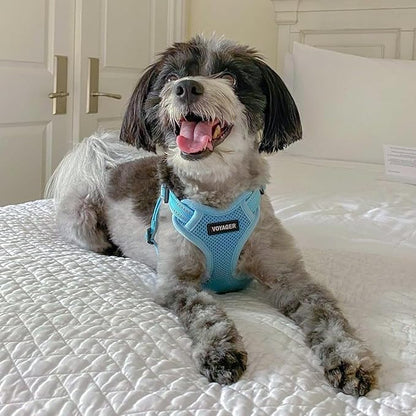 Best Pet Supplies Voyager Adjustable Step-In Flex Breathable Mesh Dog Harness for Small Medium Large Dogs (Baby Blue), XL