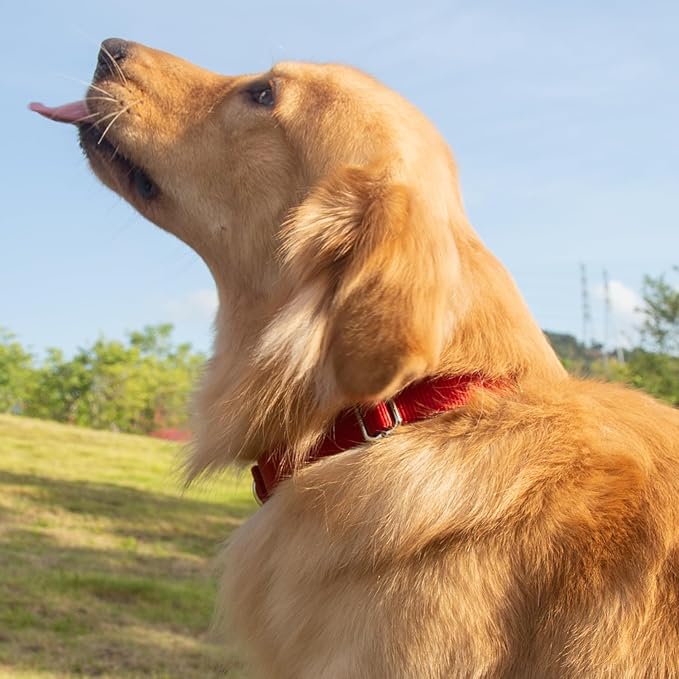 Hyhug Medium Dog Collar, Red:Heavy-Duty Quick-Release Nylon Buckle, Adjustable & Durable, Cute Dog Collar (Medium, Red)