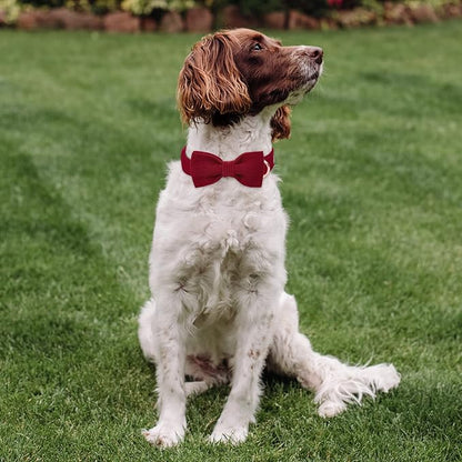 Wine Red Dog Collars for Medium Dog,Cute Corduroy Dog Collar with Bow Tie Safety Metal Buckle Adjustable Puppy Collars for Small Large Boy&Girl Male&Female Dogs,M-Neck 13.5"-22"