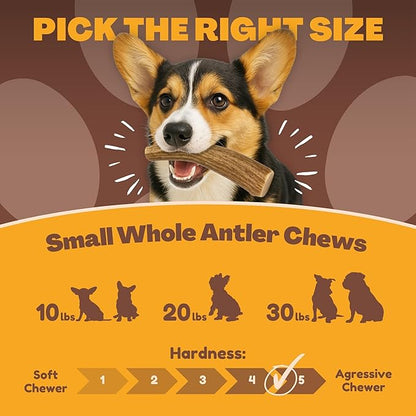 WhiteTail Naturals Antlers for Dogs (6 Pack) Deer Antler Dog Chew Bones for Small Aggressive Chewers - Long Lasting Whole Antlers - Hand Trimmed & Naturally Shed