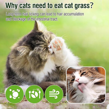 Psitofre Cat Grass Teething Sticks, 3.5oz Freezed Drying Cat Grass Treats, Cats Snacks for Hairball Removal and Dental Care