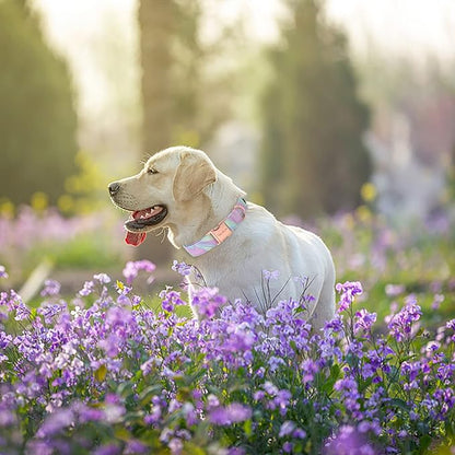 Unique style paws Dog Collar Metal Buckle Purple Blending Collar Gift Durable Cute Collar for Small Medium Large Boys Girls Dogs
