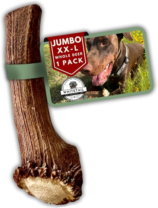 WhiteTail Naturals | Deer Antlers for Extra Large Dogs - (Jumbo-XXL) - Naturally Shed, Long Lasting Chew Bone for Aggressive Chewers