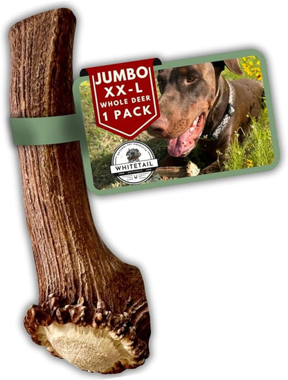 WhiteTail Naturals | Deer Antlers for Extra Large Dogs - (Jumbo-XXL) - Naturally Shed, Long Lasting Chew Bone for Aggressive Chewers