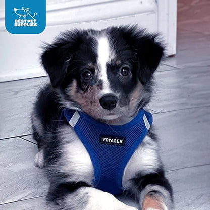 Best Pet Supplies Voyager Step-in Air Harness - All Weather Mesh, Reflective, No Pull Harness for Dogs, Cats - Secure with Hook & Loop Fastener, Buckle, Double D-Rings - Royal Blue, XL