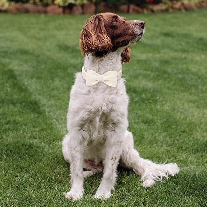 White Dog Collars for Large Dog,Cute Corduroy Dog Collar with Bow Tie Safety Metal Buckle Adjustable Puppy Collars for Small Medium Large Boy&Girl Dogs,XL-Neck 16"-26"