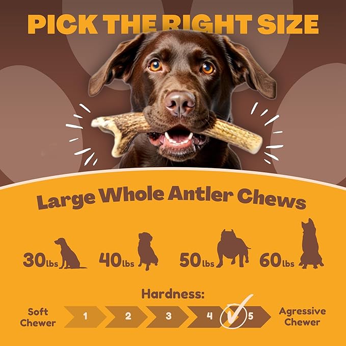 WhiteTail Naturals - Deer Antlers for Large Dogs - Long Lasting Antler Dog Chews - Crafted in USA, Naturally Shed Antler Dog Bones for Aggressive Chewers (Large (Pack of 1))
