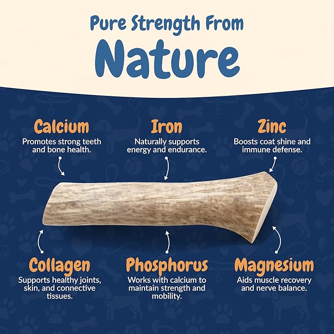 K9warehouse Natural Elk Antlers for Dogs - Premium Grade Dog Antler Chews - Long-Lasting Whole Deer Antles Ideal for Aggressive Chewers - Safe USA Sourced Chew for Medium and Large Dogs - 1 Pack