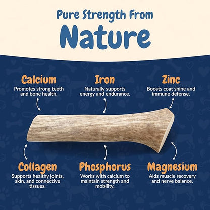 K9warehouse Natural Elk Antlers for Dogs - Premium Grade Dog Antler Chews - Long-Lasting Whole Deer Antles Ideal for Aggressive Chewers - Safe USA Sourced Chew for Medium and Large Dogs - 1 Pack