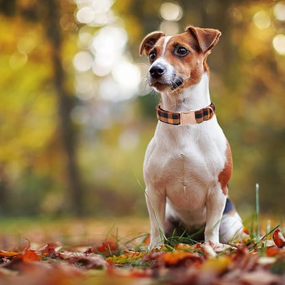 Elegant little tail Fall Dog Collar, Autumn Pet Collar Durable Yellow Plaid Dog Collars Male or Female Holiday Pet Gift Adjustable Dog Collar for Small Dogs