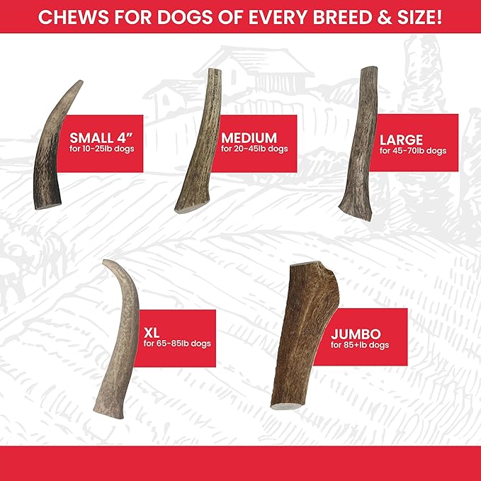 Best Dog Chews Elk Antlers for Dogs Large - Premium Natural Antler Dog Chew for Aggressive Chewers - Long-Lasting Deer Antler Chews - Ideal for Medium to Big Breed Dogs - Elk Bones and Antlers Durable