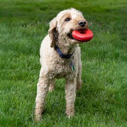 KONG Donut Dog Toy – Durable Natural Rubber Chew & Fetch Toy – Promotes Healthy Teeth & Gums, Fun Bounce & Roll, Gentle on Mouth (Medium/Large)