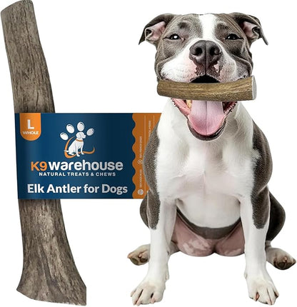 K9warehouse Natural Elk Antlers for Dogs - Premium Grade Dog Antler Chews - Long-Lasting Whole Deer Antles Ideal for Aggressive Chewers - Safe USA Sourced Chew for Medium and Large Dogs - 1 Pack