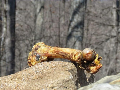 EcoKind Premium Giant Mastedon Femur for Dogs | 1 Giant Bone | All Natural for Large Dogs and Aggressive Chewers