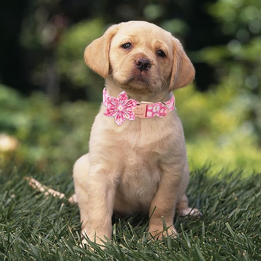 Daisy Dog Collar with Flower Bow Tie, Soft&Comfort Spring Bowtie Dog Collar, Durable Adjustable Cotton Pet Collar for Small Medium Large Dogs XL