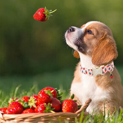 UP URARA PUP Dog Collar-Summer Puppy Collars-Adjustable Strawberry Pet Collar for Small,Medium,Large Dogs-Durable & Cute Design