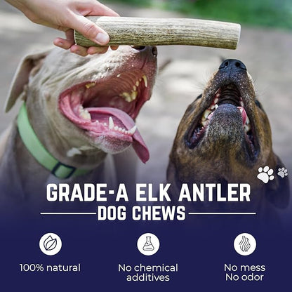 Devil Dog Pet Co. Elk Antlers for Dogs, Jumbo 8"+, 1 Pack, Grade A Long Lasting Chew for Aggressive Chewers, Premium USA Naturally Shed Antler – Healthy, No Odor, Durable Dog Chew