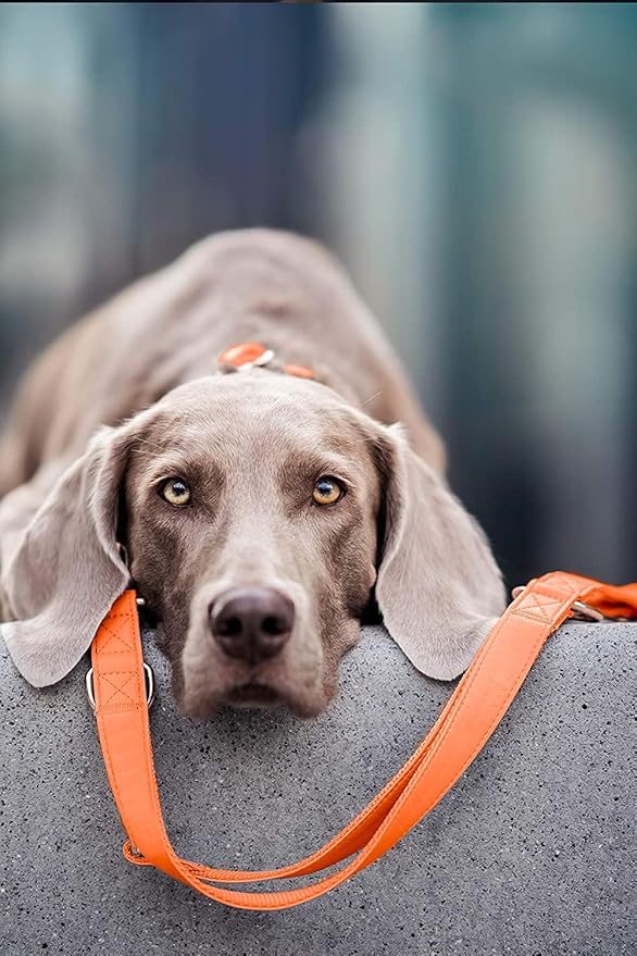 Soft Leather Dog Collar and Leash (6.6') Set - Stylish Rose Gold Heavy Duty Metal Buckle, 4 Adjustable Lengths Leash for Small Medium Large Dogs - Comfortable & Easy to Clean Orange M(13.8"-19.7")