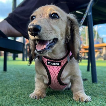 Best Pet Supplies Voyager Step-in Air Harness - All Weather Mesh, Reflective, No Pull Harness for Dogs, Cats - Secure with Hook & Loop Fastener, Buckle, Double D-Rings - Pink/Black Trim, XXS